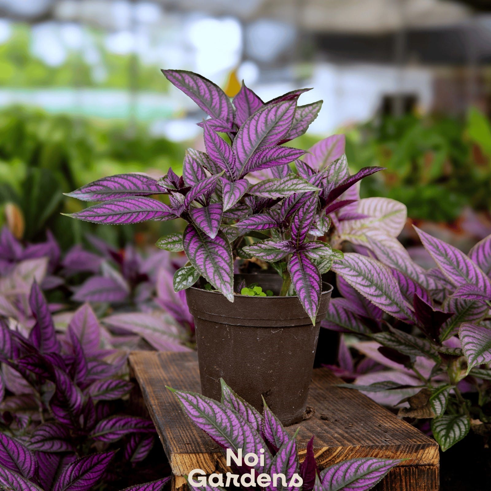 Singapore Garden Festival Adopt a Plant